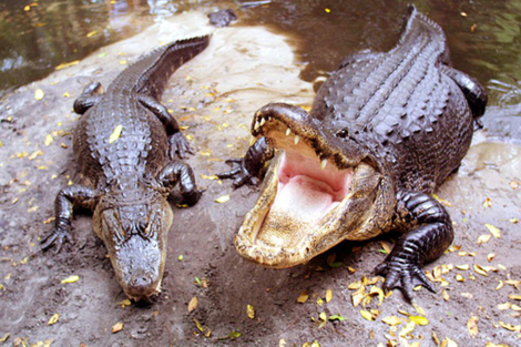 Alligators exhibit the potential to inflict serious harm, regardless of the blood-alcohol levels of their victims.